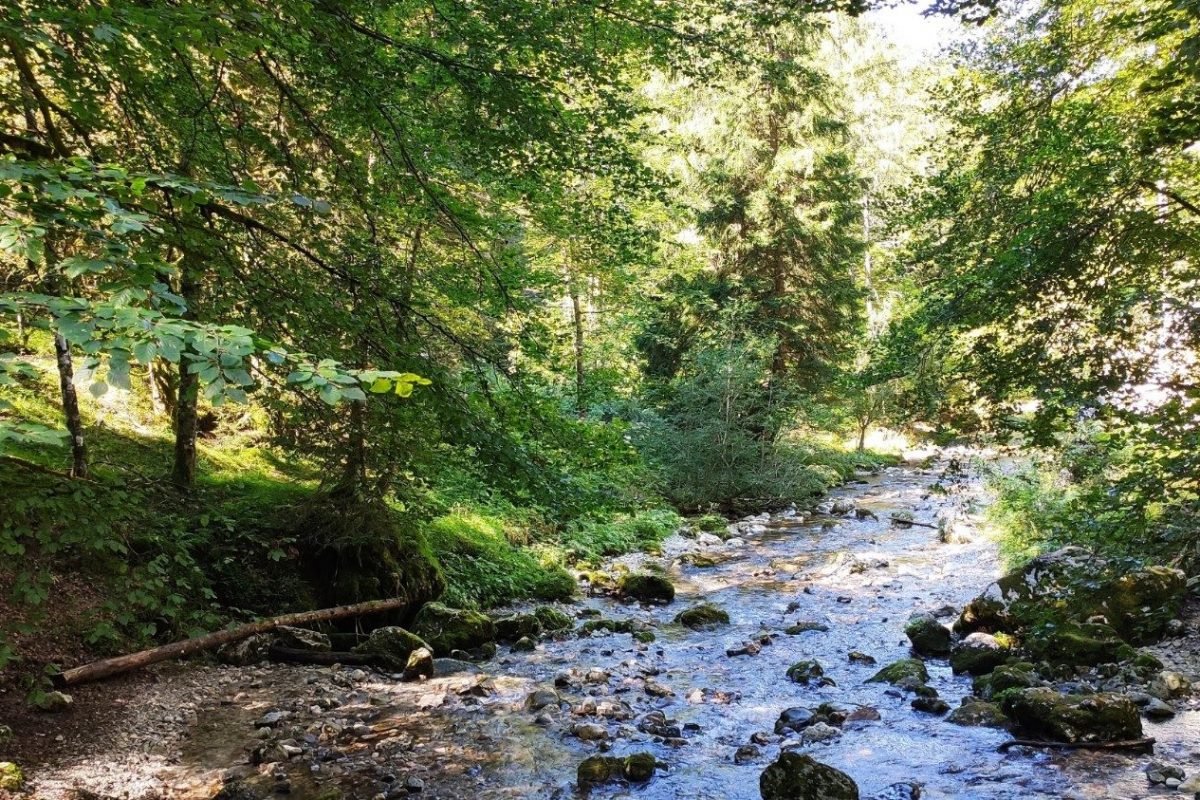 Giáo hội Hàn Quốc dấn thân bảo vệ môi trường trong Năm Laudato Si’