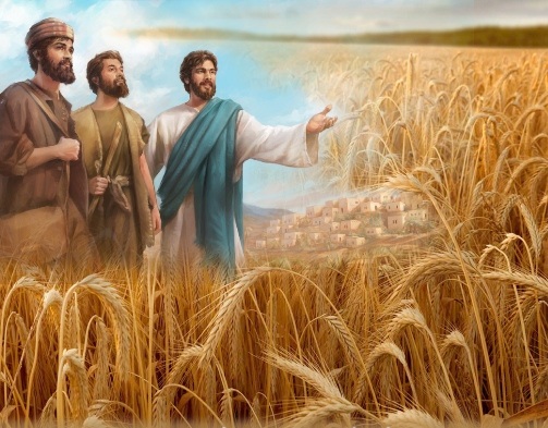 “Lúa chín đầy đồng mà thợ gặt thì ít” Suy niệm Lời Chúa: Thứ Ba Tuần XIV – Mùa Thường Niên || 06/07/2021